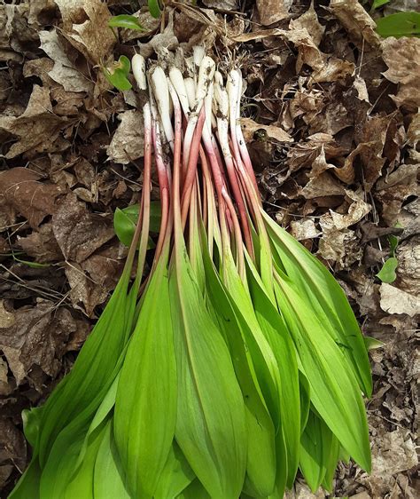 wilddev leak|Wild Leek (Allium tricoccum)